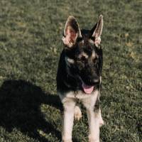 german shepherd puppy standing